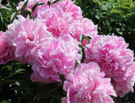 De bedste sorter af bonderoser til at tilføje farve til enhver have