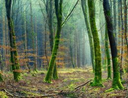 Citronsyre og miljøet: Hvordan det kan hjælpe med at reducere dit CO2-aftryk