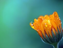 Paletblad: En farverig plante med utallige anvendelsesmuligheder