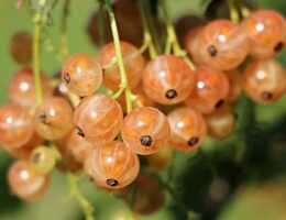 Kakaonibs: Den nye trend inden for sund livsstil og ernæring