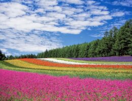 En Blomsterbuket til mor der holder sig smuk længe