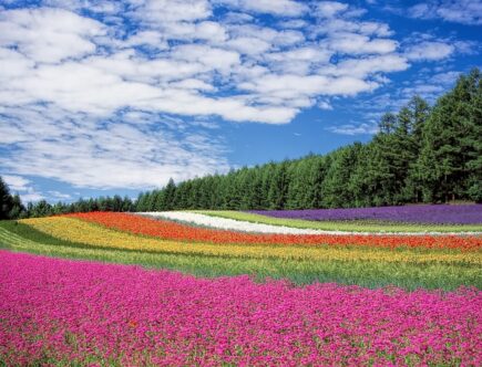 En Blomsterbuket til mor der holder sig smuk længe
