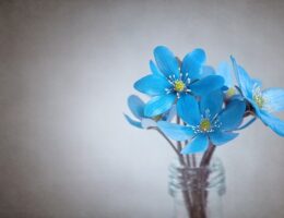 Portvinsglas og mad: Hvordan vælger du det rigtige glas til forskellige retter?