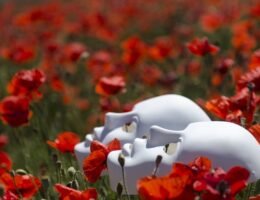 Støbeplade vs. traditionelle gulve: Hvad er fordelene og ulemperne?