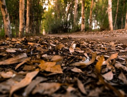 Lægter i historisk perspektiv: Fra vikingeskibe til moderne arkitektur