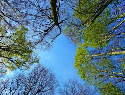Forsythia: The Bright and Beautiful Sign of Spring