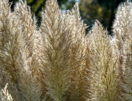 Pampasgræs - den perfekte plante til at skabe en naturlig og romantisk stemning