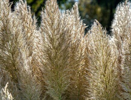 Pampasgræs - den perfekte plante til at skabe en naturlig og romantisk stemning