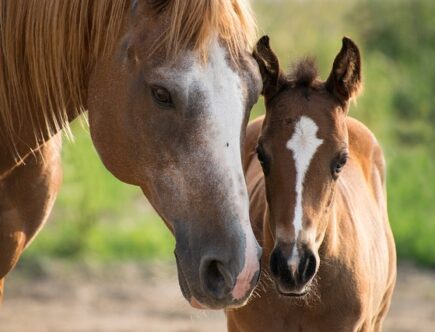 Fra Hoppeborg til Kængurustylter: En guide til at hoppe højt!