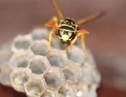 Hvordan bekæmper du effektivt hvepse og fluer indendørs?