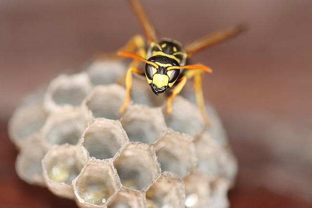 Hvordan bekæmper du effektivt hvepse og fluer indendørs?