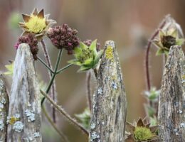 Fra havehegn til sikkerhedshegn - alt om valg af hegnstråd