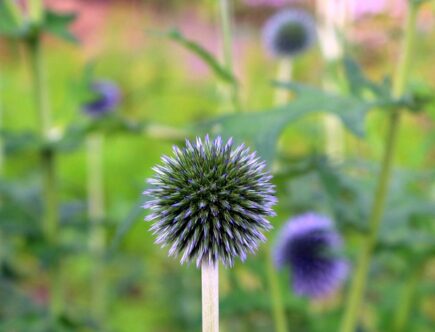 Marietidsel: Naturens hemmelighed til en sund lever