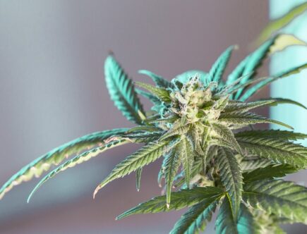 Rå cannabis og thca: Den urørte kraft