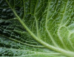 Sådan sikrer du dit hjem mod fugtskader med en effektiv dampspærre