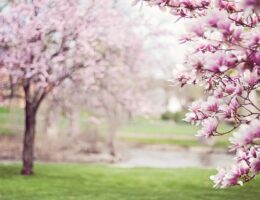 Figentræer i den antikke verden: Fra græsk mytologi til romerske haver