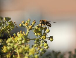 Efeu i legender og mytologi: Fra græske guder til romantiske fortællinger