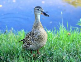 Sådan udvider du dit krydsords-ordforråd på rekordtid