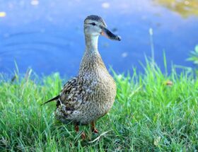 Sådan udvider du dit krydsords-ordforråd på rekordtid