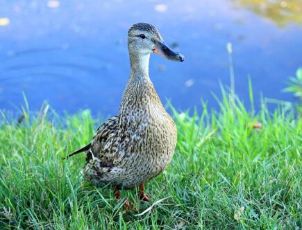 Sådan udvider du dit krydsords-ordforråd på rekordtid