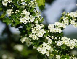 Dronningebuskens sundhed – forebyggelse og behandling af sygdomme