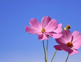 Kontinentalsenge vs. boxmadrasser: Hvad er forskellene?