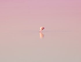Fra kitsch til kunst: Hvordan flamingobrændere er blevet en trendy dekoration