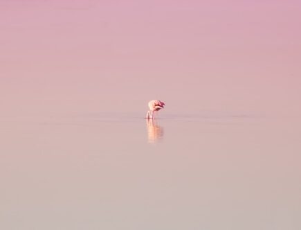 Fra kitsch til kunst: Hvordan flamingobrændere er blevet en trendy dekoration