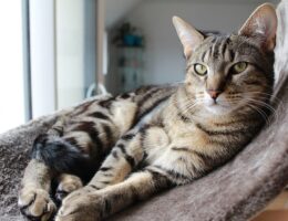 Hvordan kan et kattetræ forbedre din kats trivsel og adfærd?