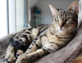 Hvordan kan et kattetræ forbedre din kats trivsel og adfærd?