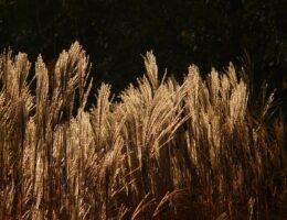 Fra dyrefoder til byggemateriale - Elefantgræsens mangfoldige anvendelsesmuligheder