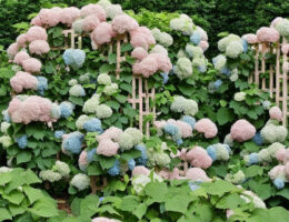 Opdag de forskellige sorter af klatrehortensia og deres unikke egenskaber