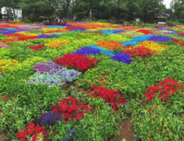 Plantesække vs. traditionel plantning: Hvilken metode er bedst for dig?