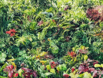 Sådan vælger du den perfekte kapilærkasse til dine planter