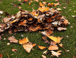 Sådan vælger du den rigtige løvrive til din have